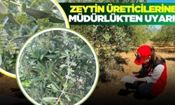 Manisa'da zeytin üreticilerine kritik uyarı!