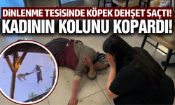 Afyonkarahisar'da köpek dehşeti: Saldırdığı kadının kolunu kopardı!