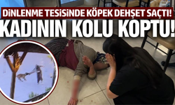 Afyonkarahisar'da köpek dehşeti: Saldırdığı kadının kolunu kopardı!