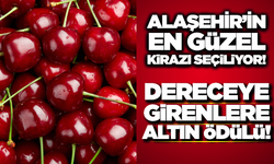 Alaşehir'de Festival Coşkusu: "En Güzel Kiraz" Yarışması Başlıyor!
