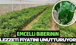 Sarıgöl'ün tescilli biberi yok satıyor