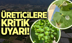 Manisa'da bağcılara kritik uyarı!