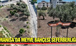 Manisa'da meyve bahçeleri yeşermeye devam ediyor