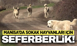 Manisa'da sokak hayvanları için kritik toplantı!