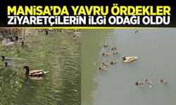 Manisa'da yavru ördeklere yoğun ilgi