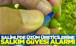 Salihli'de salkım güvesi alarmı verildi