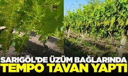 Sarıgöl TARİŞ ekipleri bağlarda kontrollerini aralıksız sürdürüyor