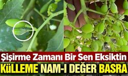 TARİŞ'ten bağcılara uyarı geldi! Verim ve kaliteyi etkiliyor