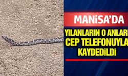 Manisa'da çiftçiyi şaşkına çeviren yılan görüntüsü