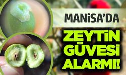 Manisa'da zeytin üreticilerine uyarı!