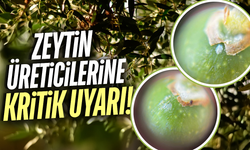 Manisa'da zeytin üreticilerine ilaçlama çağrısı!