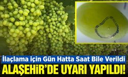 Alaşehir'de Salkım Güvesi Uyarısı! Bağcıya Rahat Nefes Yok