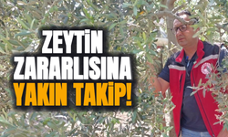 Akhisar'da zeytin sineğine karşı çalışmalar sürüyor!