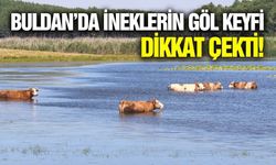 Süleymanlı Yayla Gölü, büyükbaş hayvanlara ev sahipliği yaptı