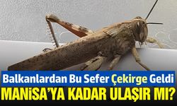 Çekirge sürüleri Türkiye'ye giriş yaptı!