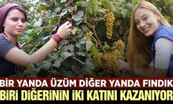 Fındık işçileri üzüm işçisinin neredeyse iki katını kazanıyor!