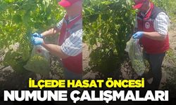 Manisa'da hasat öncesi numune çalışmaları sürüyor