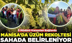 Manisa'da bağlarda rekolte mesaisi!