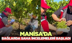 Manisa'da üzüm bağlarında rekolte çalışması