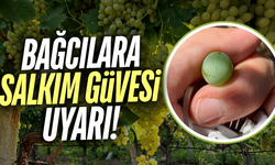 Manisa'da bağ üreticilerine "salkım güvesi" ve "unlubit" uyarısı