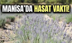 Manisa'da lavanta hasadı başlıyor