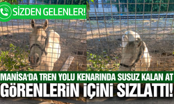 Manisa'da susuz kalan at görenlerin dikkatini çekti!