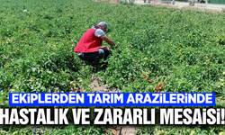 Manisa'da tarım arazilerinde hastalık ve zararlı mesaisi