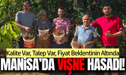 Manisa'da vişne hasadı!