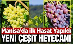 Manisa'da yeni üzüm çeşitleri için ilk hasatlar yapıldı