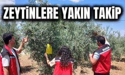 Manisa'da zeytin ve meyve bahçelerinde hastalık ve zararlı kontrolü