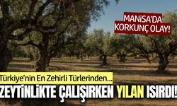 Manisa’da zeytinlikte çalışan kadını yılan ısırdı!