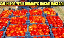Salihli'nin meşhur domatesinde hasat heyecanı