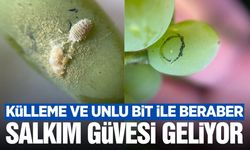 Sarıgöl Ovası'nda Salkım Güvesi Belası Geri Döndü!