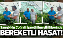 Sarıgöl'ün Ata tohumunda hasat heyecanı!