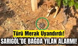 Sarıgöl'de bağ örterken ortaya çıkan yılanın türü merak konusu oldu