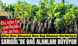 Sarıgöl'de ekonomik değeri yüksek üzüm çeşitlerine yoğun ilgi