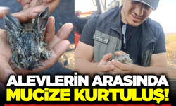 Sarıgöl’deki Yangında 3 Yavru Tavşan Son Anda Kurtarıldı