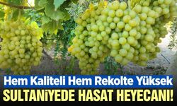 Sultaniye üzümünde hasat öncesi yüzler gülüyor