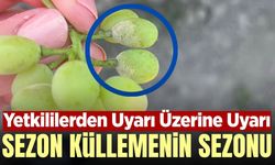 TARİŞ'ten üreticilere külleme ve zararlı uyarısı