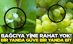 Uyarı bu kez Salihli'den geldi! Güve bütün bağ bölgesinde