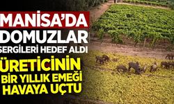 Alaşehir'de bir yıllık emek çöp oldu: Üreticiler acil çözüm bekliyor!