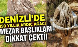 Ege'de 150 yıllık ardıç başlıklar gün yüzüne çıktı