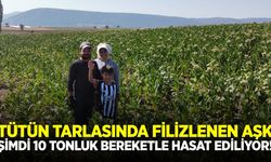 Ege'nin bereketli topraklarında tanışıp evlendiler, şimdi ailece üretiyorlar