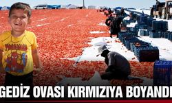 Manisa'da kurutmalık domates mesaisi!