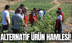 İlçede alternatif ürün hamlesi!