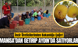 İncir üreticisinden Manisa iddiası: "Dışarıdan gelen ürünlerle tağşiş yapılıyor!"