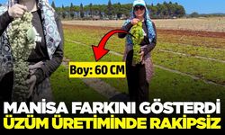 Manisa bu işte zirve! Üzüm salkımının boyutu şaşırttı