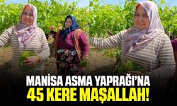 Tarımın ve bereketin kenti Manisa’da asma yaprağı gururu