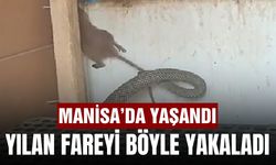 Manisa'da 2.5 metrelik yılan fareyi böyle yakaladı