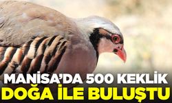 Gördes'te doğal dengeye destek: Yüzülerce keklik doğaya bırakıldı